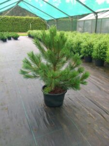 Must mänd C7,5 80-100 cm