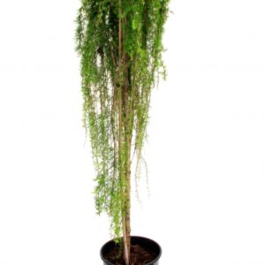 Euroopa lehis Puli