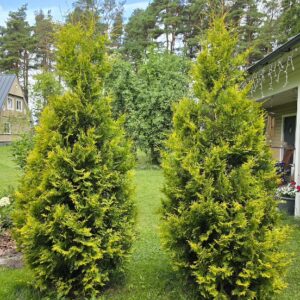 Harilik elupuu ´Yellow Ribbon´