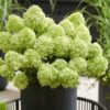 Aedhortensia Petite Cherry