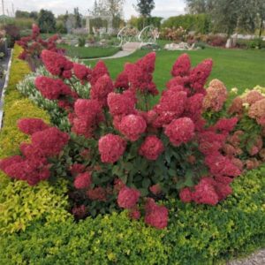 Aedhortensia Petite Cherry