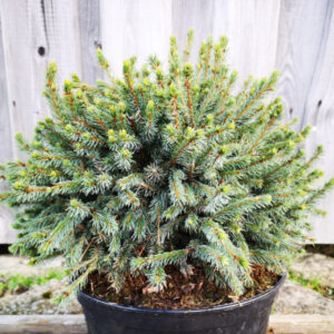 Kanada kuusk Echiniformis