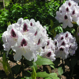 Rododendron Calsap