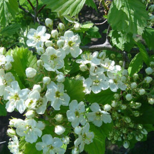 Karvane viirpuu C3 30-40 cm