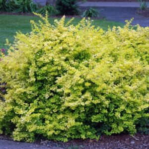 thunbergi kukerpuu aurea