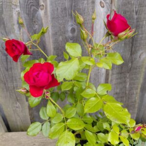 Roos Black Forest Rose roosipotis