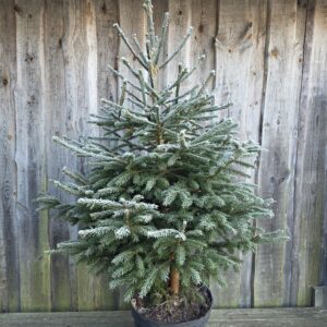 Jõulupuu harilik kuusk C20 potis 110-130 cm