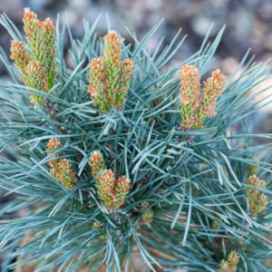 Erilised ja haruldased okaspuud (Edwin Smits Conifers)