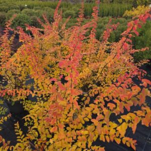 Nipponi enelas Halward Silver