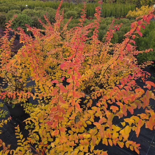 Nipponi enelas Halward Silver