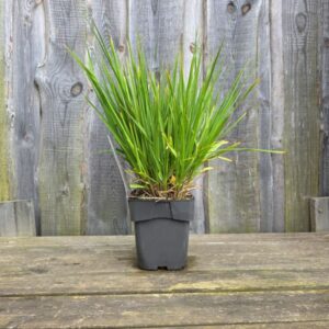Roog sinihelmikas Witches Broom