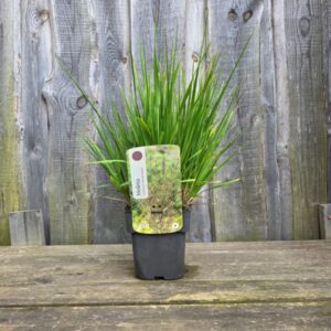 Roog sinihelmikas Witches Broom