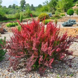 Thunbergi kukerpuu Atropurpurea