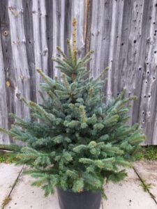 Jõulupuu torkav kuusk Super Blue Seedling C7,5 potis 80-100 cm