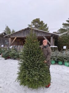 Jõulukuusk 200-225 cm