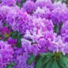 Katavba rododendron Catawbiense Grandiflorum