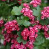 Keskmine viirpuu Paul's Scarlet