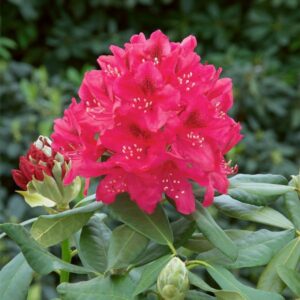 Rododendron Nova Zembla