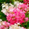 Aedhortensia Pinky Winky