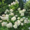 Aedhortensia Silver Dollar