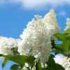 Aedhortensia Silver Dollar