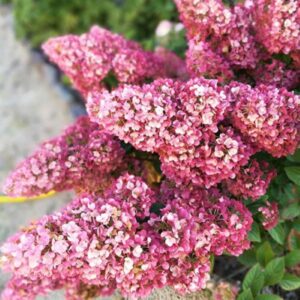 Aedhortensia Sundae Fraise