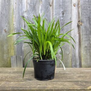 Jaapani tarn Irish Green