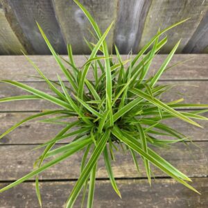 Jaapani tarn Variegata