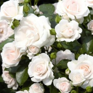 Roos cityflor Aspirin Rose