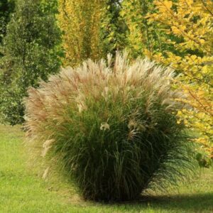 Kleine Silberspinne