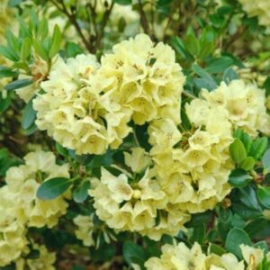 Rododendron Goldkrone