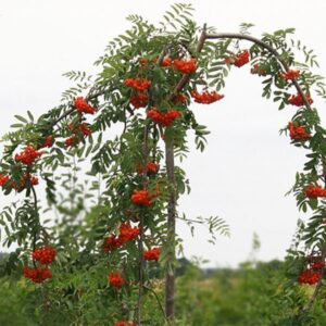 Harilik pihlakas Pendula