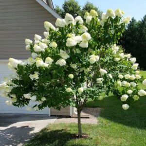 Aedhortensia Limelight tüvel