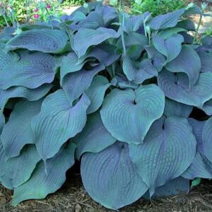 Hosta Blue Mammoth
