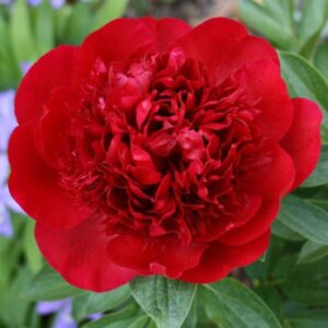 Red-Charm-pojeng