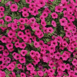 Ripp-petuunia Hot Pink
