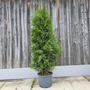 brabant 125-150 cm c 20