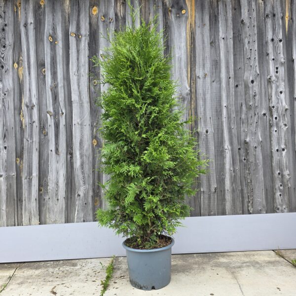 brabant 125-150 cm c 20