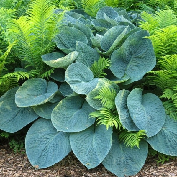 hosta blue mammoth