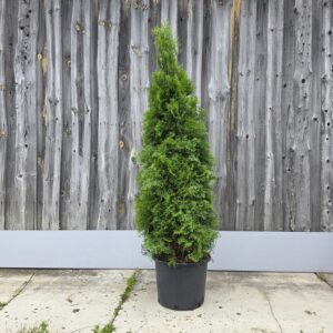 smaragd 125-150 cm c20