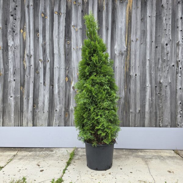 smaragd 125-150 cm c20