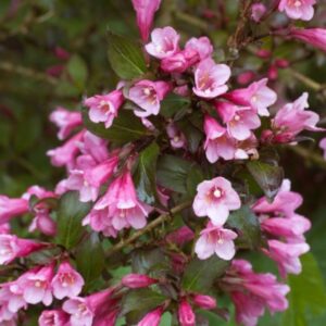 veigela nana purpurea