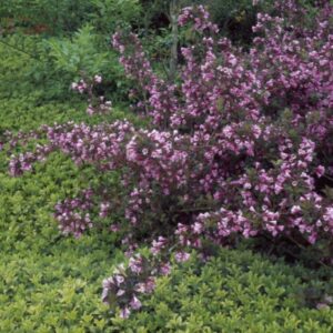 veigela nana purpurea