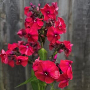 Aed-leeklill (floks) Flame Watermelon