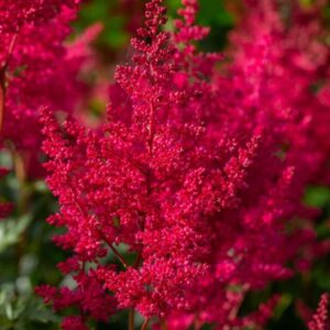Arendsi astilbe Paul Gaarder