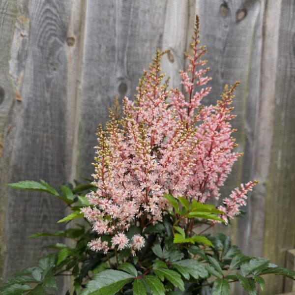 Astilbe Look At Me