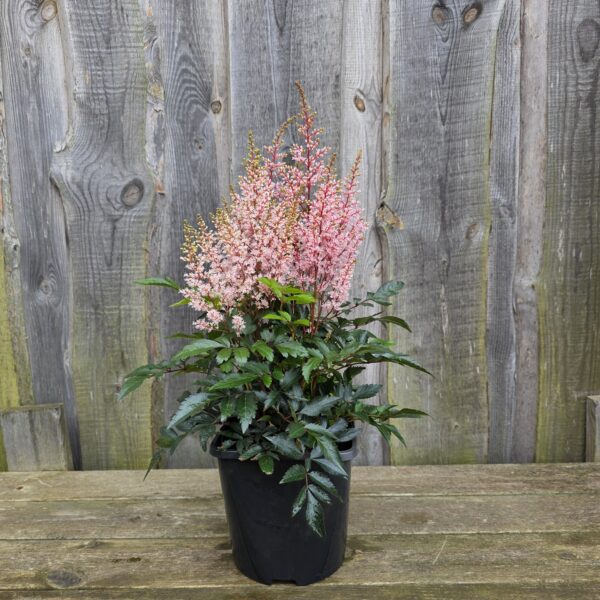 Astilbe Look At Me