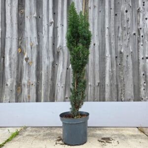 Harilik jugapuu Fastigiata Robusta C12 80-100 cm