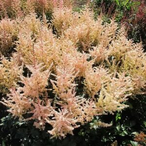 Hiina astilbe Spotlight