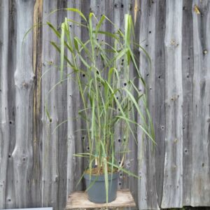 Hiina siidpööris Giganteus